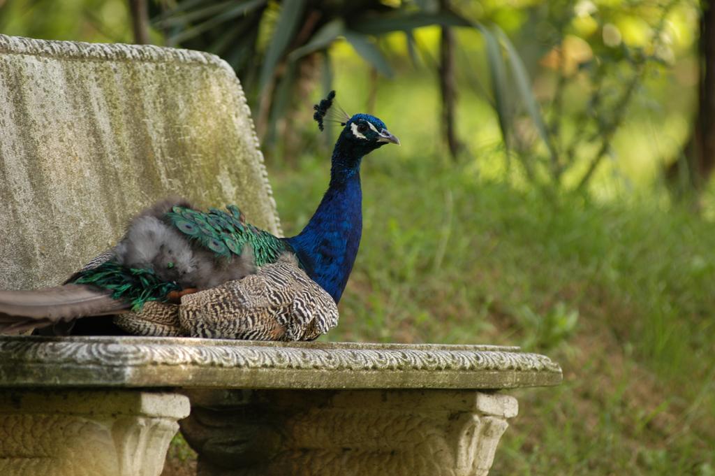 Fattoria Paradiso Bertinoro Dış mekan fotoğraf